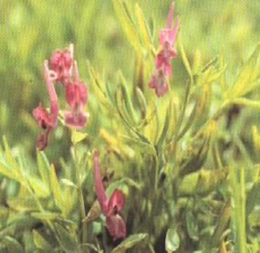 Corydalis Yanhusuo P.E.